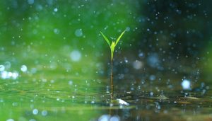 Rain is a lifeline